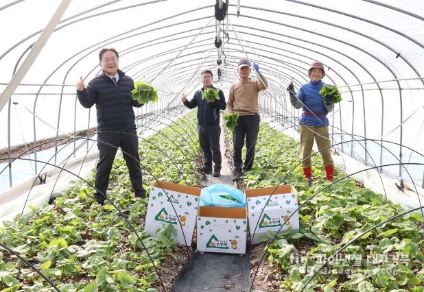 경주시 산내면에서 ‘산내 청정 곤달비’가 본격 출하됐다.