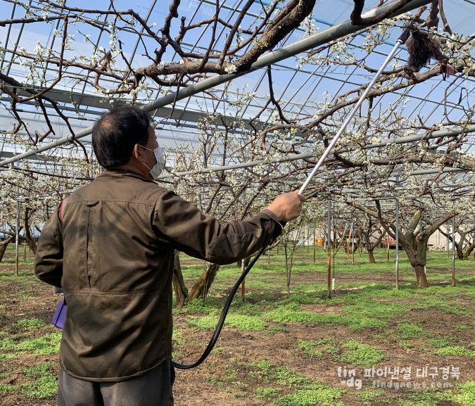 김천시, 과수 인공수분 지원센터 운영