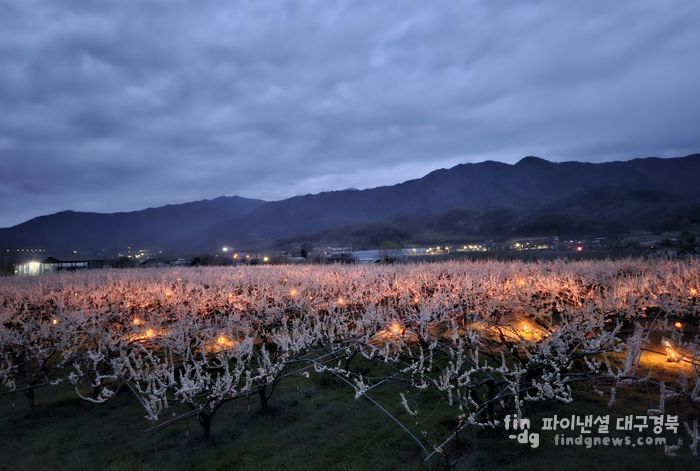 농민 염원이 지핀 ‘불꽃’…영주시, ‘늦서리 피해 예방 실증시험’ 추진