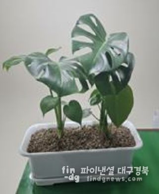 베란다 텃밭 지원사업 공기정화식물(몬스테라)
