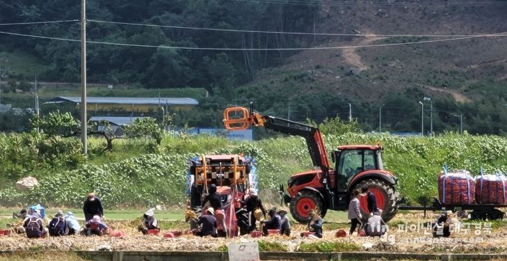 구미시, 양파 주산지 공식 지정…생산·유통·가격안정 체계 구축 전환점