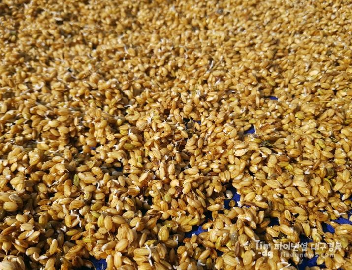 안동시, 벼 종자 발아율 사전 확인 당부