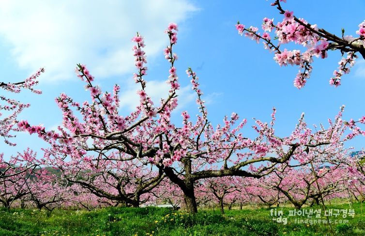 꽃의 힘으로 키우는 맛있는 과일~과수 꽃가루은행이 도와드립니다