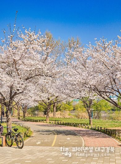 대구시, 벚꽃 자전거 라이딩 코스 추천