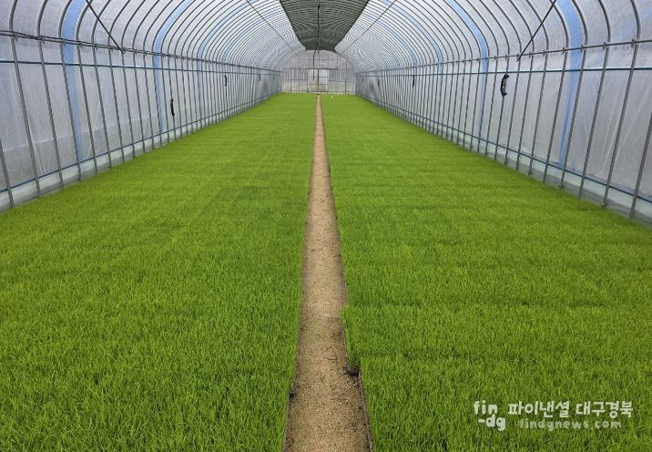 영주시, 올해 벼 안전 육묘 관리 당부(벼 육묘)