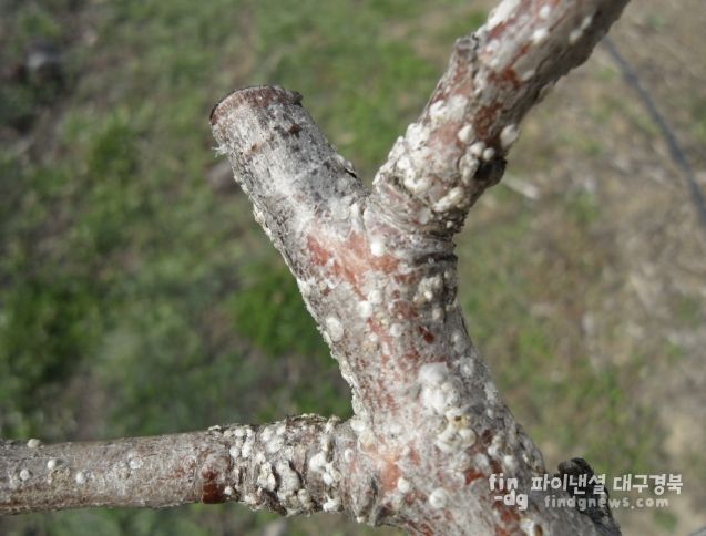 상주시, 4월 중순부터 배, 핵과류 '깍지벌레' 방제 시작